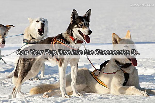 Can Your Pup Dive into the Cheesecake Blueberry Ice Cream Delight A MustRead Guide